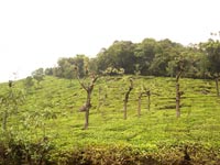 Ooty Tea Estae