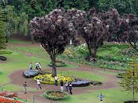 Botanical Garden Best Place to visit in Udhagamandalam  Hill Station Tamil Nadu India
